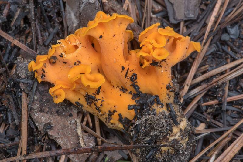 Side view of fragrant chanterelle mushrooms Cantharellus odoratus (Craterellus odoratus) near Pole Creek on North Wilderness Trail of Little Lake Creek Wilderness in Sam Houston National Forest north from Montgomery. Texas, June 8, 2021