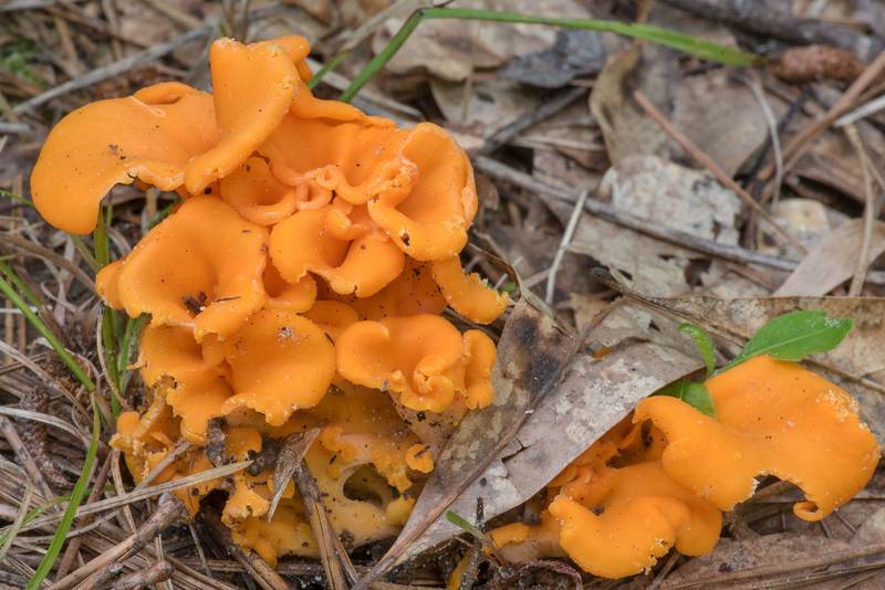 Cluster of fragrant chanterelle mushrooms Cantharellus odoratus (Craterellus odoratus) in a pine forest near Pole Creek on North Wilderness Trail of Little Lake Creek Wilderness in Sam Houston National Forest north from Montgomery. Texas, June 8, 2021