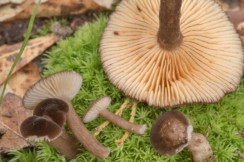 Milkcap mushrooms of subgenus Plinthogalus (<B>Lactarius lignyotus</B> var. canadensis or may be Lactarius texensis) in Lick Creek Park. College Station, Texas, <A HREF="../date-en/2021-06-09.htm">June 9, 2021</A>