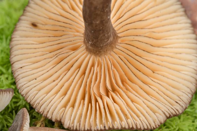 Dark brown gill edges of milkcap mushrooms Lactarius lignyotus var. canadensis or may be Lactarius texensis in Lick Creek Park. College Station, Texas, June 9, 2021