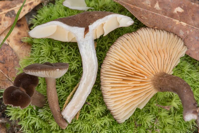Cross section of milkcap mushrooms <B>Lactarius lignyotus</B> var. canadensis or may be Lactarius texensis in Lick Creek Park. College Station, Texas, <A HREF="../date-en/2021-06-09.htm">June 9, 2021</A>
