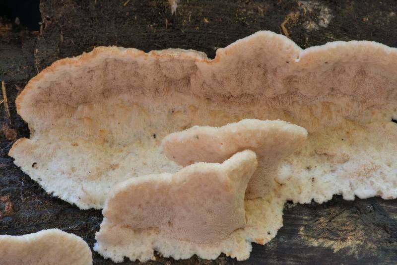 Brown-staining cheese polypore mushrooms (Postia fragilis, Oligoporus fragilis, Fuscopostia fragilis) on a pine log on Caney Creek Trail (Little Lake Creek Loop Trail) in Sam Houston National Forest north from Montgomery. Texas, June 11, 2021
