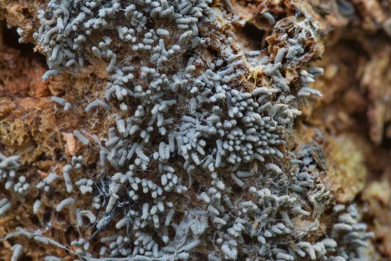 Close-up of Arcyria cinerea slime mold on a log on Stubblefield section of Lone Star hiking trail north from Trailhead No. 6 in Sam Houston National Forest. Texas, June 18, 2021