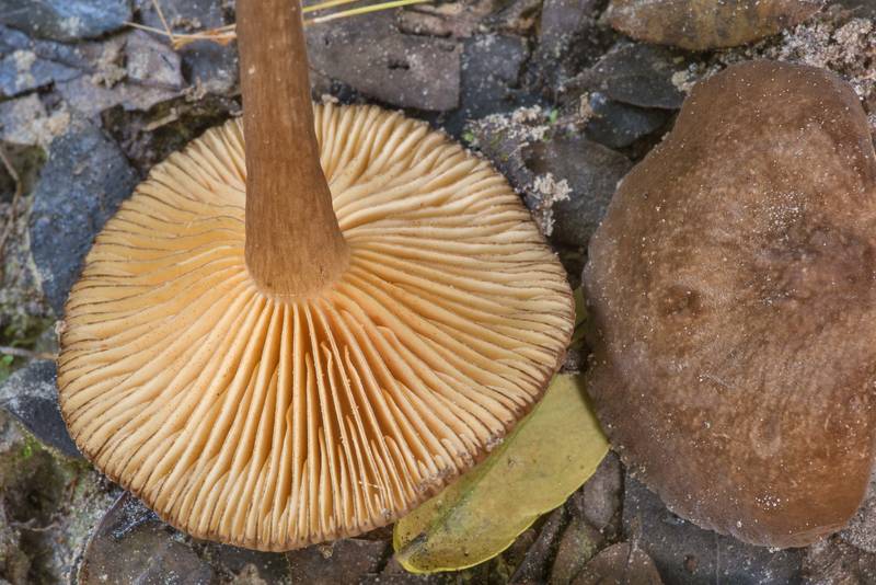 Underside of velvet milkcap mushrooms <B>Lactarius lignyotus</B> var. canadensis or may be Lactarius texensis in Lick Creek Park. College Station, Texas, <A HREF="../date-en/2021-07-03.htm">July 3, 2021</A>