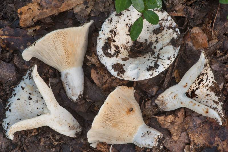 Short-stemmed Russula mushrooms (<B>Russula brevipes</B>) with cross section in Lick Creek Park. College Station, Texas, <A HREF="../date-en/2021-07-06.htm">July 6, 2021</A>