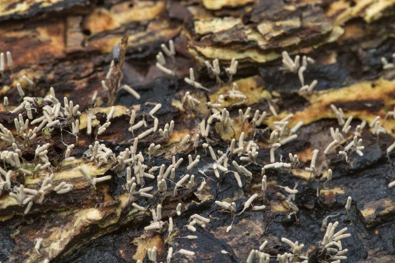 Slime mold <B>Arcyria cinerea</B> on rotting wood in Washington-on-the-Brazos State Historic Site. Washington, Texas, <A HREF="../date-en/2021-07-07.htm">July 7, 2021</A>