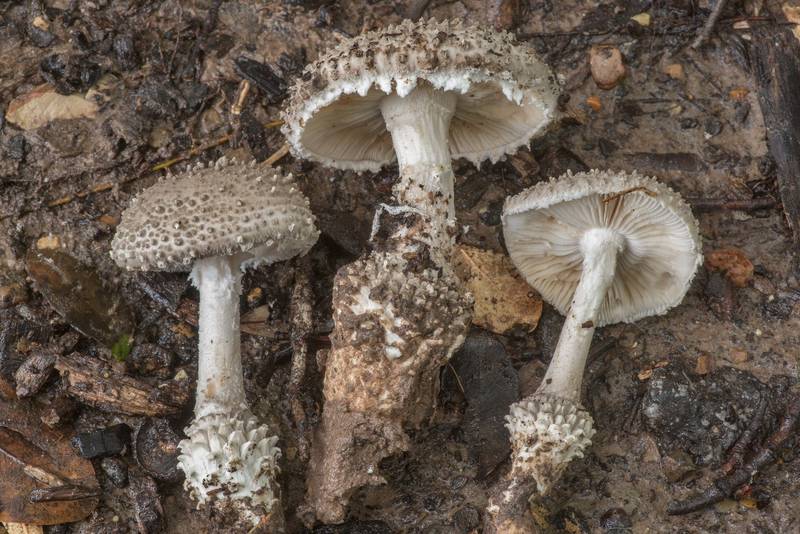 Side view of gunpowder Amanita mushrooms (Amanita onusta) on Post Oak Trail in Lick Creek Park. College Station, Texas, July 9, 2021