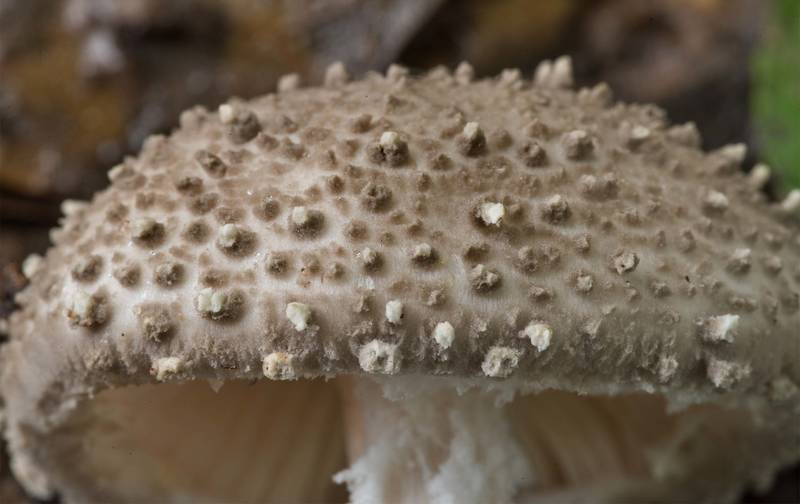 Cap of gunpowder Amanita mushrooms (Amanita onusta) on Post Oak Trail in Lick Creek Park. College Station, Texas, July 9, 2021