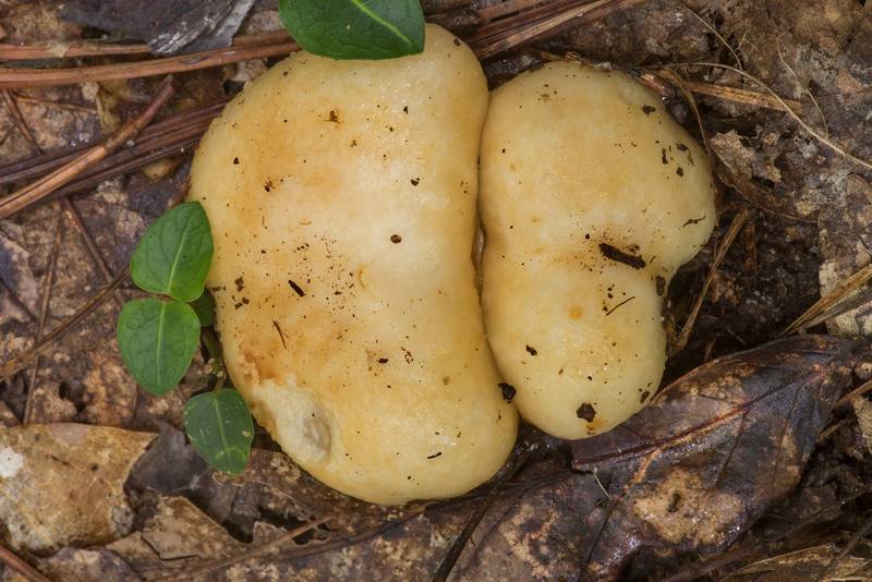 Upper view of Beeswax Russula mushrooms (Russula earlei) on a path under pines and oaks in Big Creek Scenic Area of Sam Houston National Forest. Shepherd, Texas, July 10, 2021