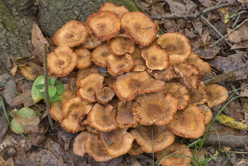 Mature ringless honey mushrooms (<B>Desarmillaria tabescens</B>) in deep shade under oaks in Lick Creek Park. College Station, Texas, <A HREF="../date-en/2021-10-18.htm">October 18, 2021</A>