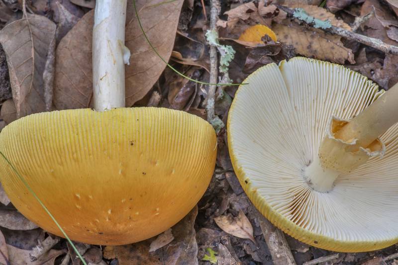 Caps of yellow spotted amanita mushrooms (Amanita flavoconia) in Lick Creek Park. College Station, Texas, October 28, 2021