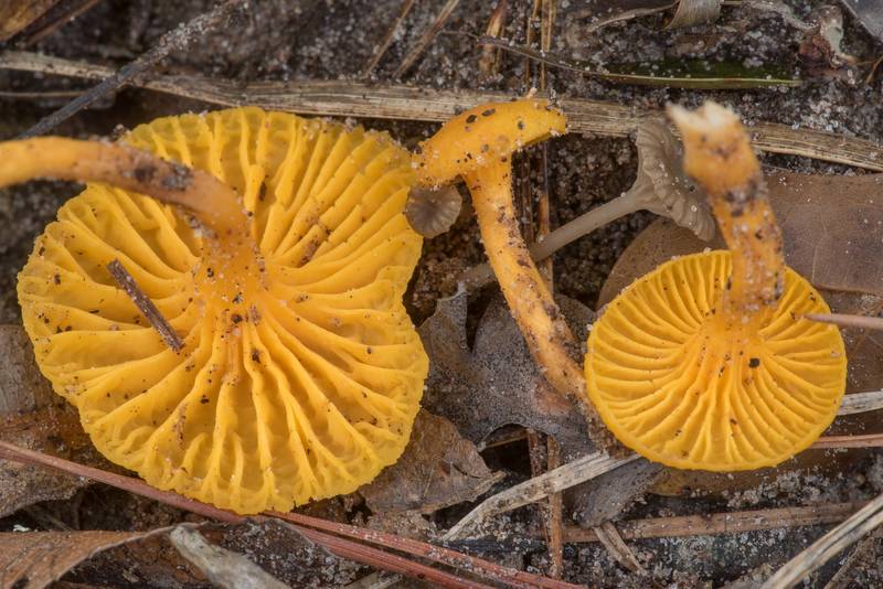 Flame chanterelle (<B>Craterellus ignicolor</B>) together with some small omphalinoid mushrooms on North Wilderness Trail of Little Lake Creek Wilderness in Sam Houston National Forest north from Montgomery. Texas, <A HREF="../date-en/2021-11-14.htm">November 14, 2021</A>