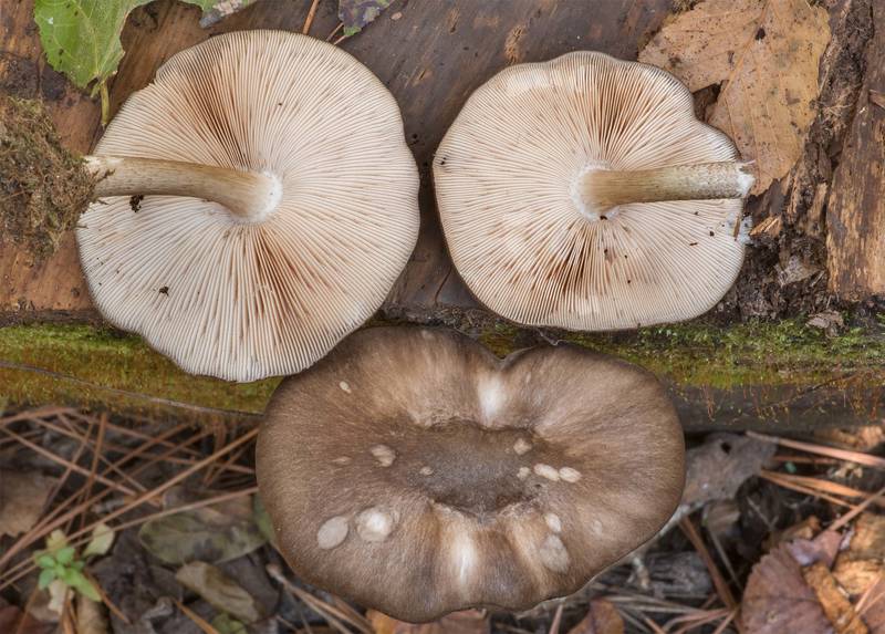 Blackedged shield mushrooms (Pluteus atromarginatus) on a pine log on Caney Creek Trail (Little Lake Creek Loop Trail) in Sam Houston National Forest north from Montgomery. Texas, November 20, 2021