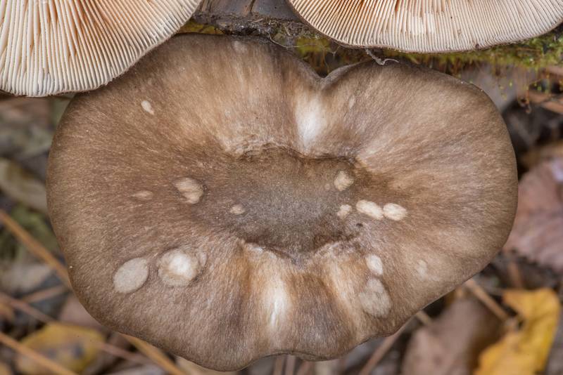 Fibrous cap of blackedged shield mushrooms (<B>Pluteus atromarginatus</B>) on a pine log on Caney Creek Trail (Little Lake Creek Loop Trail) in Sam Houston National Forest north from Montgomery. Texas, <A HREF="../date-en/2021-11-20.htm">November 20, 2021</A>