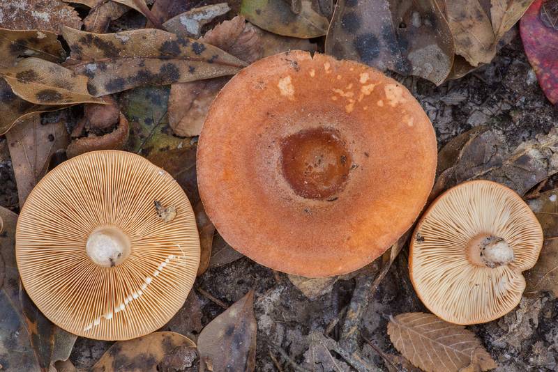 Cap and gills of milkcap mushrooms Lactarius proximellus in Lick Creek Park. College Station, Texas, November 22, 2021
