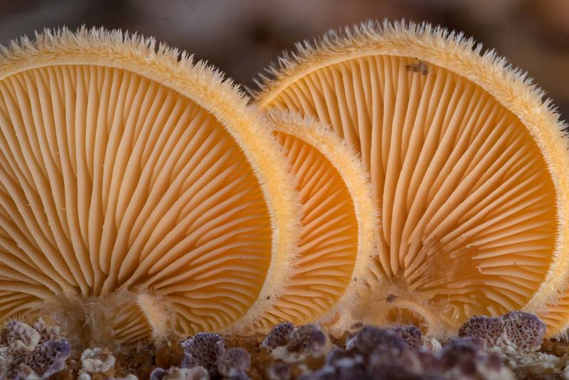 Close-up of orange mock oyster mushrooms (Phyllotopsis nidulans) on a large pine log on Caney Creek Trail (Little Lake Creek Loop Trail) in Sam Houston National Forest north from Montgomery. Texas, November 28, 2021