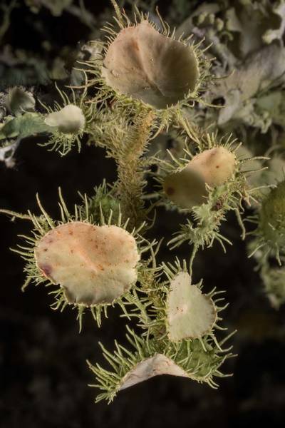 Bushy beard lichen (Usnea strigosa) on a twig of upland swamp-privet bush at Lake Somerville Trailway near Birch Creek Unit of Somerville Lake State Park. Texas, December 20, 2021