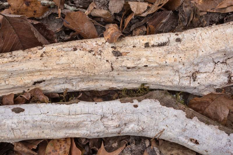 Corticioid fungus elder whitewash (<B>Xylodon sambuci</B>)(?) on Caney Creek Trail (Little Lake Creek Loop Trail) in Sam Houston National Forest north from Montgomery. Texas, <A HREF="../date-en/2022-01-19.htm">January 19, 2022</A>