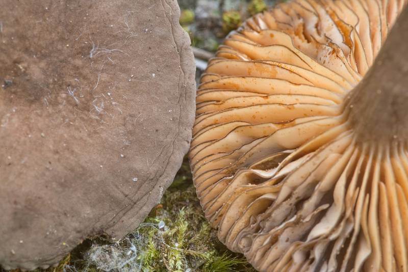 Gills of velvet milkcap mushrooms (<B>Lactarius lignyotus</B>) on Stubblefield section of Lone Star hiking trail north from Trailhead No. 6 in Sam Houston National Forest. Texas, <A HREF="../date-en/2022-05-21.htm">May 21, 2022</A>