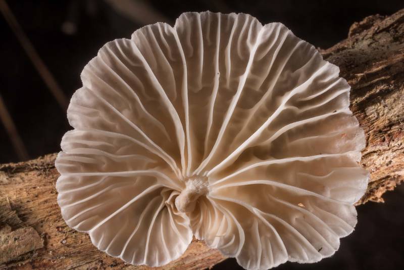 Small pleurotoid mushroom <B>Moniliophthora conchata</B> (Crinipellis conchata) or may be Marasmiellus "sp-TN01" on a dried fallen liana of trumpet vine (Campsis radicans) on Caney Creek Trail (Little Lake Creek Loop Trail) in Sam Houston National Forest north from Montgomery. Texas, <A HREF="../date-en/2022-07-17.htm">July 17, 2022</A>