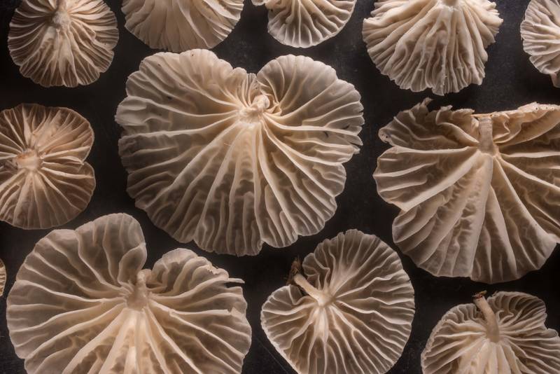Close-up of distant, irregularly branched then intervenose gills of small pleurotoid mushrooms <B>Moniliophthora conchata</B> (Crinipellis conchata)(?) from a liana of trumpet vine on Caney Creek Trail (Little Lake Creek Loop Trail) in Sam Houston National Forest north from Montgomery. Texas, <A HREF="../date-en/2022-07-17.htm">July 17, 2022</A>