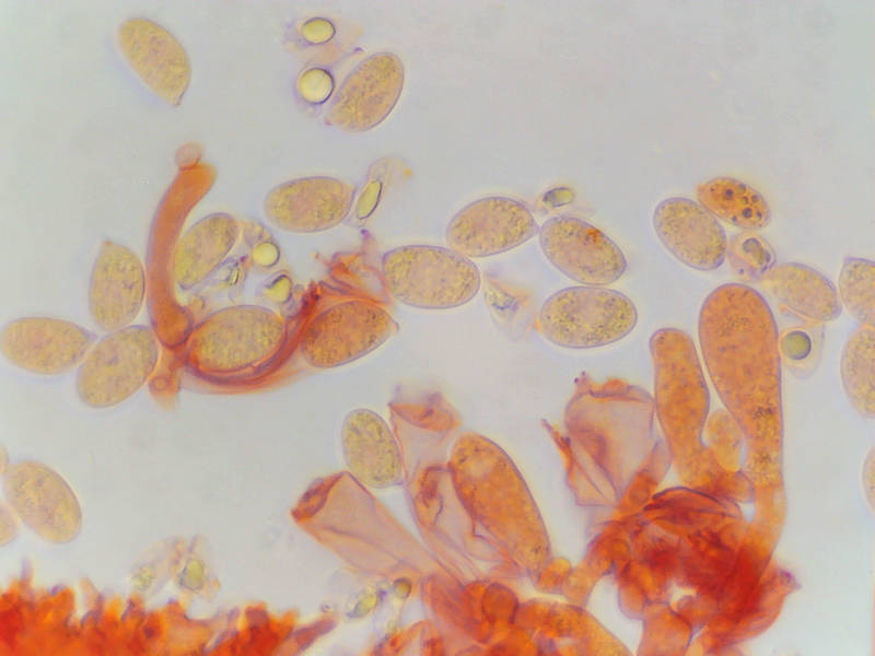 Spores in Congo Red solution of small pleurotoid mushrooms <B>Moniliophthora conchata</B> (Crinipellis conchata)(?) collected in Sam Houston National Forest near Montgomery. Texas, July 17, 2022