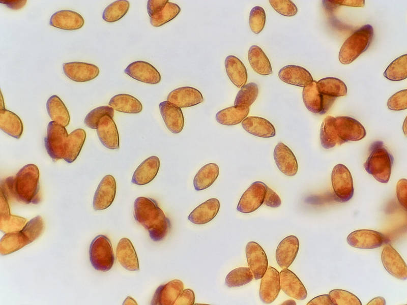 Spores of small pleurotoid mushrooms <B>Moniliophthora conchata</B> (Crinipellis conchata)(?) (spore print white, spore size 8.2 - 8.8 x 4.6 - 5 micron) collected in Sam Houston National Forest near Montgomery. Texas, July 17, 2022