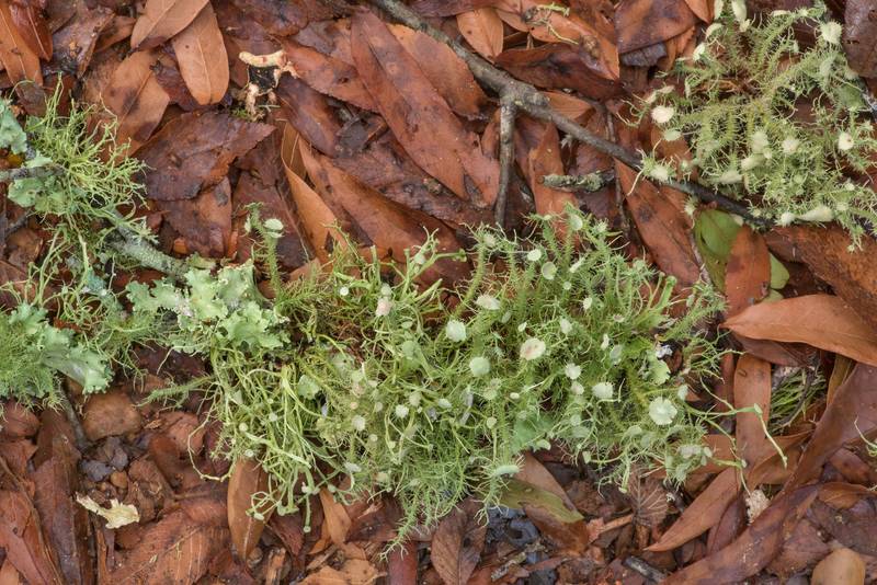 Knocked down bushy beard lichen (Usnea strigosa) on oak twigs on Racoon Run Trail in Lick Creek Park. College Station, Texas, August 19, 2022