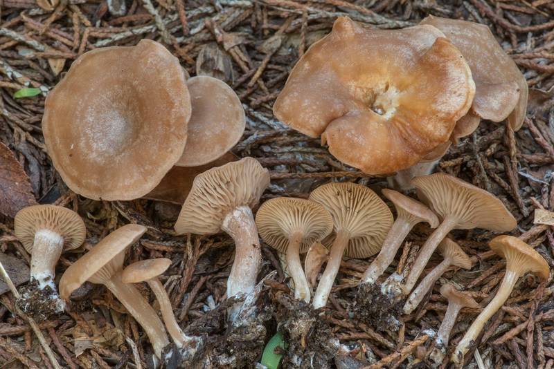 Small mushrooms Clitocella mundula (Rhodocybe mundula) under red cedar trees near a creek in Hensel Park. College Station, Texas, September 9, 2022