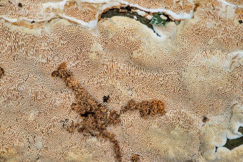 Resupinate polypore mushroom Perenniporia phloiophila on bark of a fallen branch of live oak at Lake Somerville Trailway near Birch Creek Unit of Somerville Lake State Park. Texas, January 1, 2023