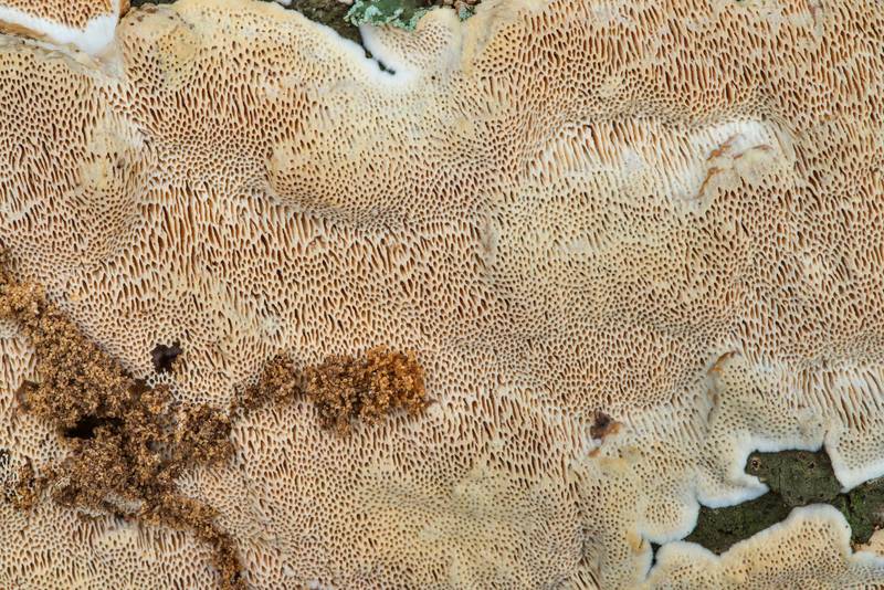 Close-up of resupinate polypore mushroom <B>Perenniporia phloiophila</B> on bark of a fallen branch of live oak at Lake Somerville Trailway near Birch Creek Unit of Somerville Lake State Park. Texas, <A HREF="../date-en/2023-01-01.htm">January 1, 2023</A>