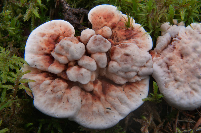 Orange spine mushrooms (Hydnellum aurantiacum) west from Kannelyarvi, 40 miles north from Saint Petersburg. Russia, August 7, 2012