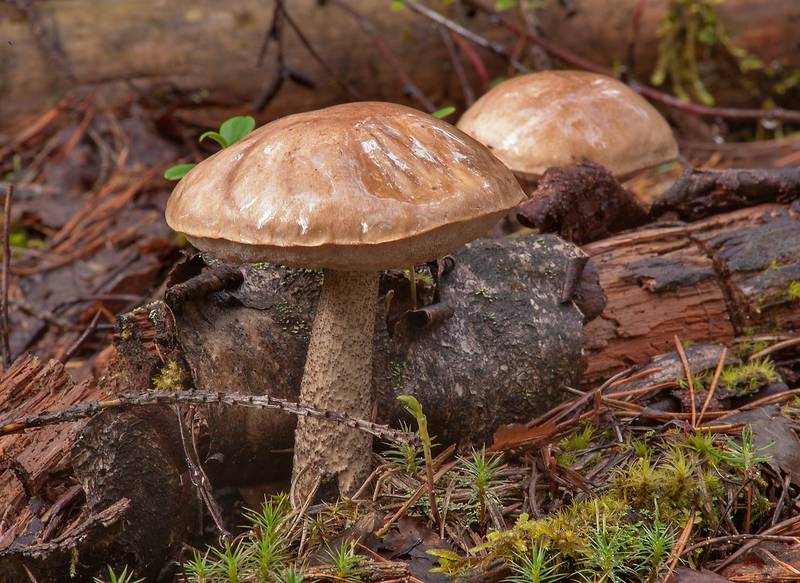 Birch Bolete mushroom (Boletus Scaber, <B>Leccinum scabrum</B>) in Kannelyarvi, 45 miles north from Saint Petersburg. Russia, <A HREF="../date-ru/2013-08-21.htm">August 21, 2013</A>
