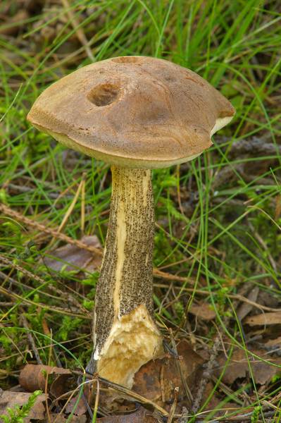 Nibbled brown birch bolete mushroom (<B>Leccinum scabrum</B>) near Kavgolovskoe Lake south from Oselki, 8 miles north from Saint Petersburg. Russia, <A HREF="../date-en/2013-08-25.htm">August 25, 2013</A>