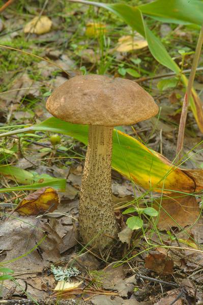 Brown birch bolete mushroom (Leccinum scabrum) on roadside near Lembolovo, 45 miles north from Saint Petersburg. Russia, August 27, 2013
