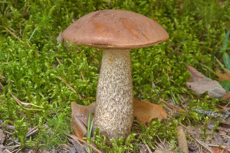 Brown birch bolete mushroom (<B>Leccinum scabrum</B>) growing in moss in Okhtinsky Park near Toksovo, suburb of Saint Petersburg. Russia, <A HREF="../date-ru/2013-08-29.htm">August 29, 2013</A>