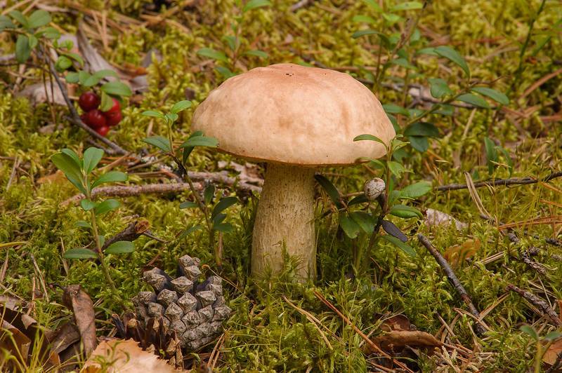 Birch Bolete mushroom (Boletus Scaber, Leccinum scabrum) in Petiayarvi, 50 miles north from Saint Petersburg. Russia, August 31, 2013