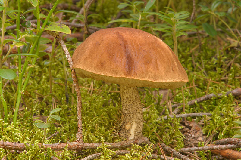 Old birch Bolete mushroom (Boletus Scaber, Leccinum scabrum) in Petiayarvi, 50 miles north from Saint Petersburg. Russia, August 31, 2013