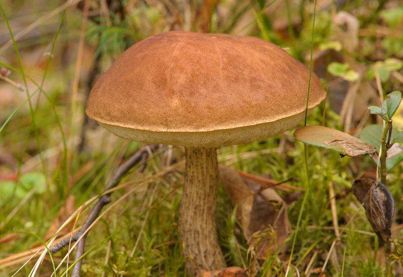 Mature birch birch Bolete mushroom (Boletus Scaber, <B>Leccinum scabrum</B>) in Petiayarvi, 50 miles north from Saint Petersburg. Russia, <A HREF="../date-ru/2013-08-31.htm">August 31, 2013</A>