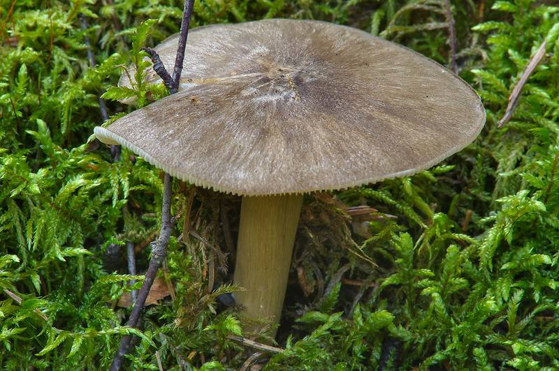 Whitelaced shank mushroom (<B>Megacollybia platyphylla</B>) in a forest around Kavgolovskoe Lake, near Saint Petersburg. Russia, <A HREF="../date-ru/2013-09-06.htm">September 6, 2013</A>
