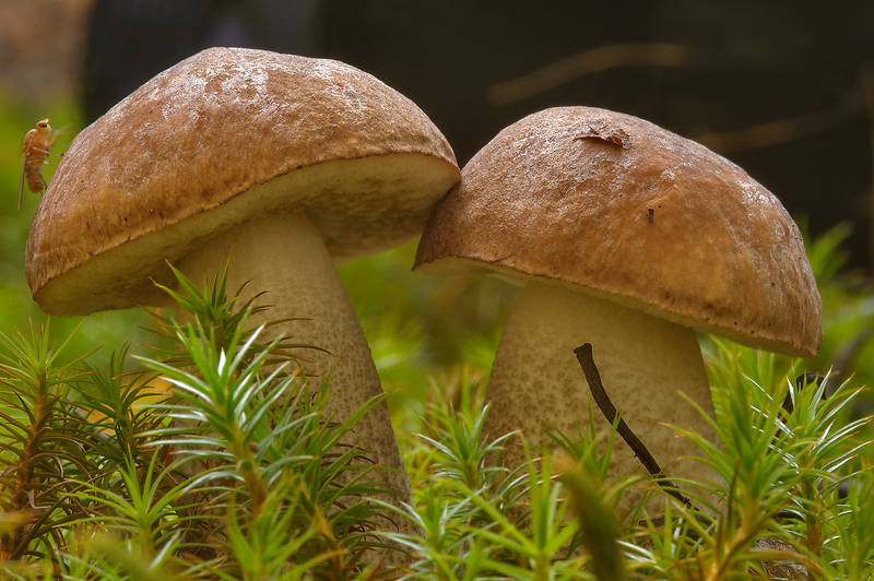 Pair of birch bolete mushrooms (Boletus Scaber, Leccinum scabrum) in north-west area of Monrepo (Mon Repos) Park. Vyborg, Russia, September 14, 2013