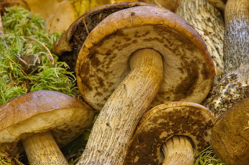 Brown birch bolete mushrooms (<B>Leccinum scabrum</B>) with insect larvae on display on mushroom exhibition in Botanic Institute. Saint Petersburg, Russia, <A HREF="../date-ru/2013-09-20.htm">September 20, 2013</A>