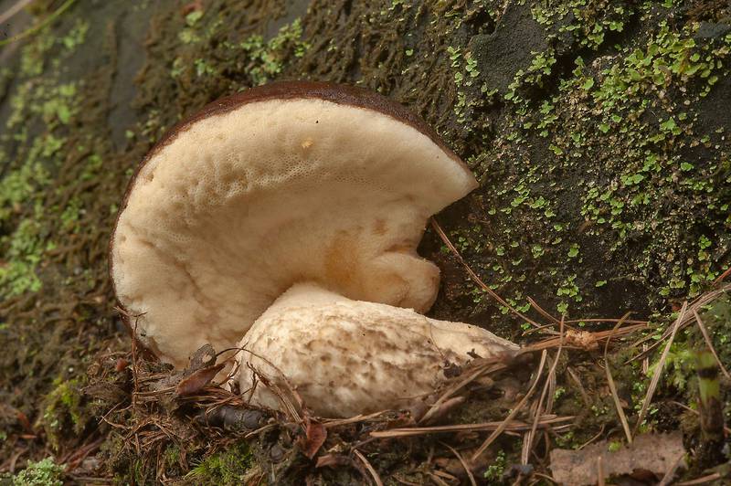 Early birch bolete mushroom (<B>Leccinum scabrum</B>(?), Podberiozovik) near Sobachye Lake in Sosnovka Park. Saint Petersburg, Russia, <A HREF="../date-ru/2014-06-24.htm">June 24, 2014</A>
