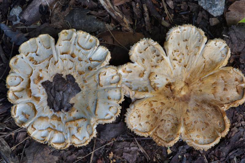Old caps of mushrooms <B>Melanoleuca verrucipes</B> on mulch and wood chips in Sosnovka Park. Saint Petersburg, Russia, <A HREF="../date-ru/2016-07-11.htm">July 11, 2016</A>