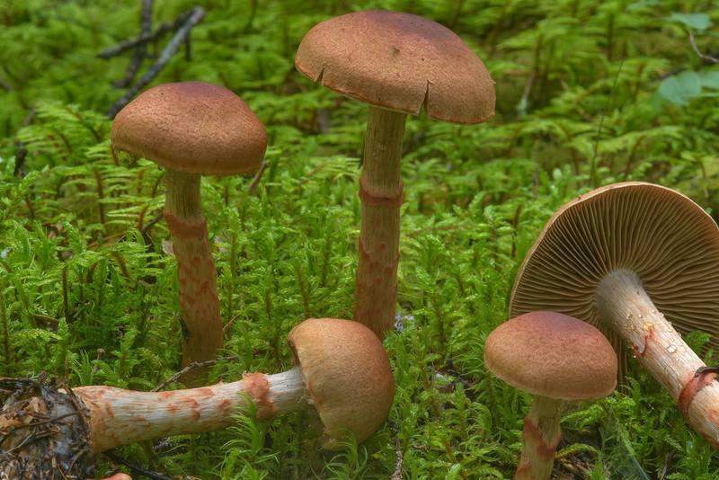 Red-banded webcap mushroom (<B>Cortinarius armillatus</B>, Russian name Pautinnik Brasletchaty) between Orekhovo and Lembolovo, north from Saint Petersburg. Russia, <A HREF="../date-ru/2016-07-27.htm">July 27, 2016</A>