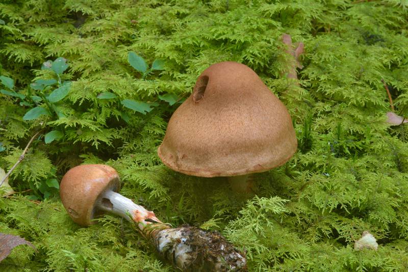 Red-banded webcap mushroom (Cortinarius armillatus, Russian name Pautinnik Brasletchaty) near Orekhovo, north from Saint Petersburg. Russia, August 13, 2016
