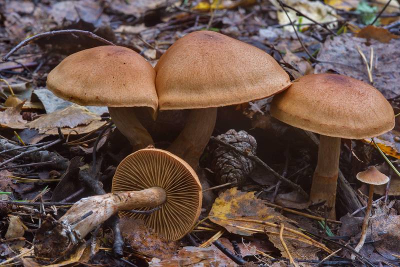 Red-banded webcap mushroom (<B>Cortinarius armillatus</B>, Russian name Pautinnik Brasletchaty) near Dibuny, west from Saint Petersburg. Russia, <A HREF="../date-en/2016-09-07.htm">September 7, 2016</A>