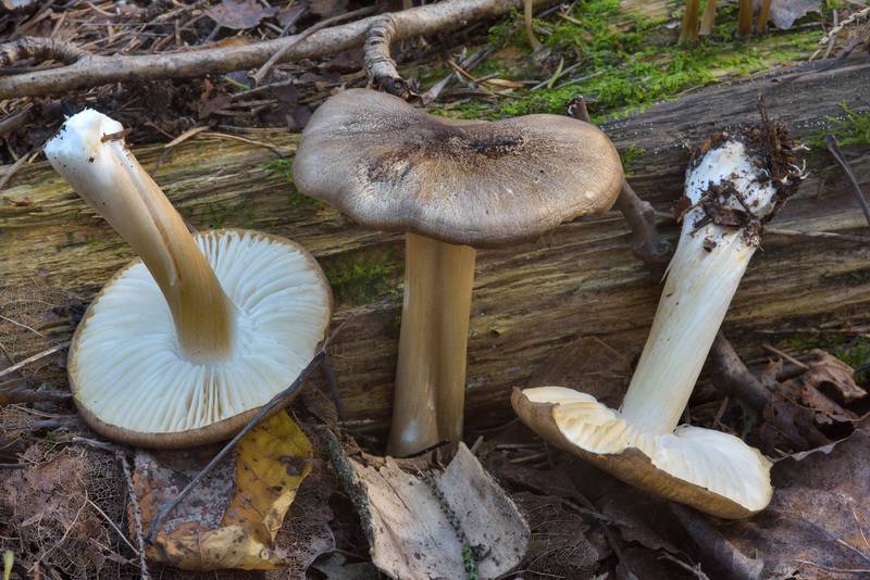 Whitelaced shank mushrooms (<B>Megacollybia platyphylla</B>) near a rotten log south-west from Dibuny - Pesochnyi, near Saint Petersburg. Russia, <A HREF="../date-en/2016-09-14.htm">September 14, 2016</A>