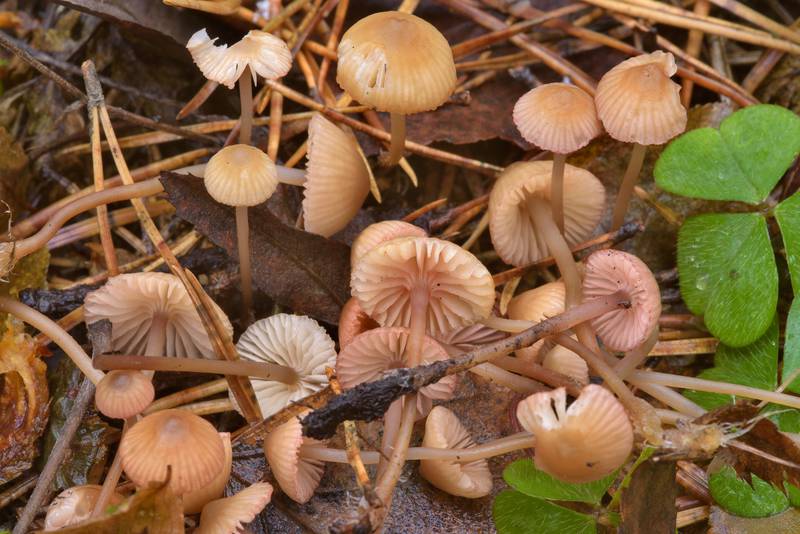 Bonnet mushrooms <B>Mycena alexandri</B> growing on pine needles in Sosnovka Park. Saint Petersburg, Russia, <A HREF="../date-ru/2016-10-31.htm">October 31, 2016</A>