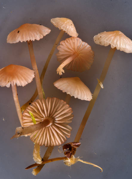 Close up of bonnet mushrooms <B>Mycena alexandri</B> growing on pine needles taken from Sosnovka Park. Saint Petersburg, Russia, <A HREF="../date-ru/2016-10-31.htm">October 31, 2016</A>